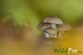 /album/galleria-foto-fotografia-naturalistica/mg-4596-1200px-1200px-jpg/